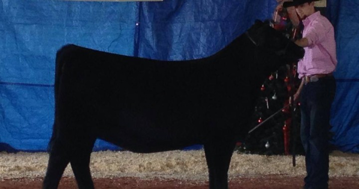Div winner ca angus days 14