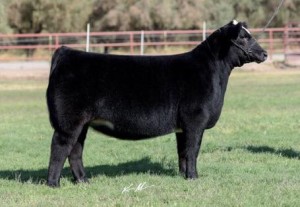 lot 8